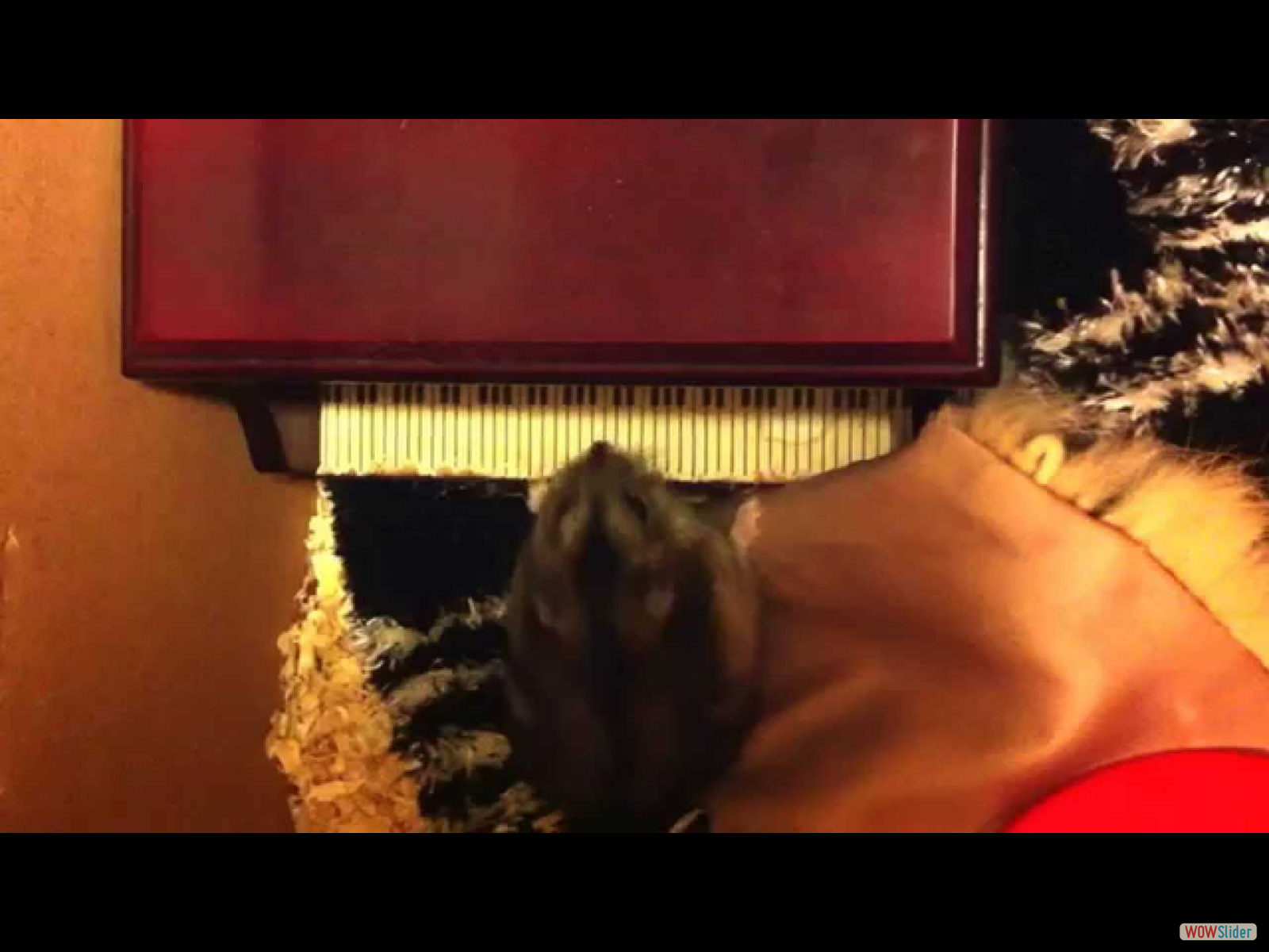 ピアノを弾くハムスター:P  Hamster plays a piano ;P